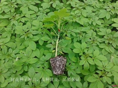 花海种苗